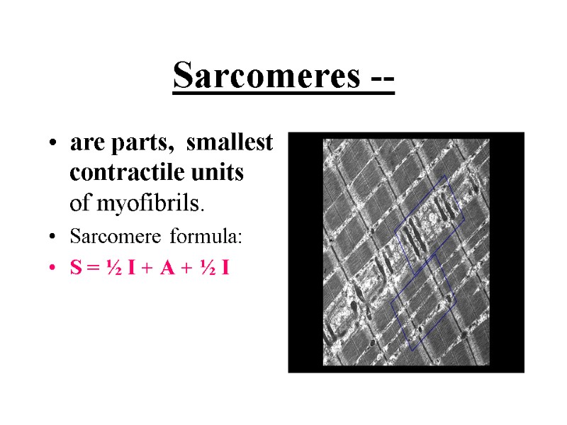 Sarcomeres -- are parts, smallest contractile units of myofibrils. Sarcomere formula: Sarcomeres -- are parts, smallest contractile units of myofibrils. Sarcomere formula: